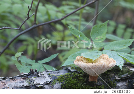 Polyporus tuberaster Polyporus tuberaster 26883589