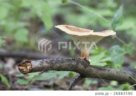 Polyporus tuberaster 26883590