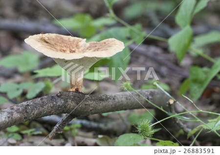 Polyporus tuberaster 26883591