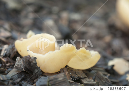 Peziza varia Peziza varia 26883607