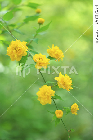 ヤマブキ ヤマブキ 26887154