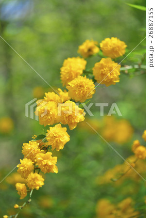 ヤマブキ 26887155