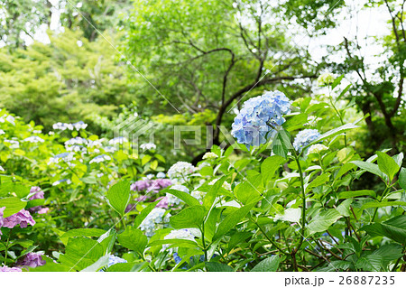 淡い色合いのアジサイの花と葉の緑 淡い色合いのアジサイの花と葉の緑 26887235