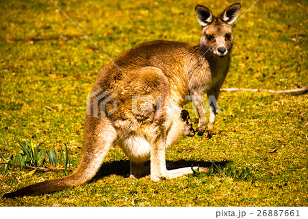 オーストラリアの草原　カンガルー 26887661