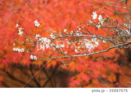 小原 紅葉と四季桜 小原 紅葉と四季桜 26887676