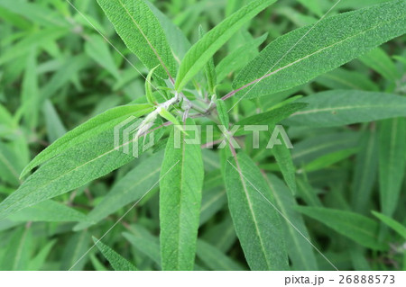 コモンセージ コモンセージ 26888573