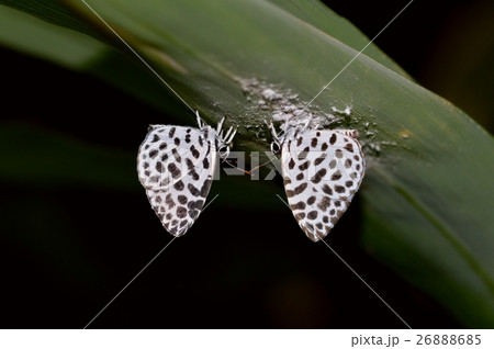 ゴイシシジミ 26888685