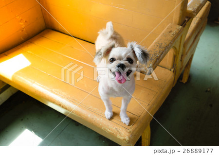 Dog on train Dog on train 26889177