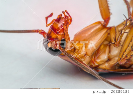 Macro of cockroach insects of the order Blattodea 26889185