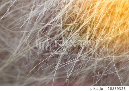 Macro of dog fur and dermatitis skin Macro of dog fur and dermatitis skin 26889323