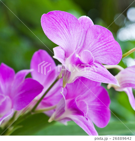 Beautiful purple orchid on green leaf background. 26889642