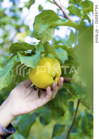 Holding a Freshly Picked 26889794