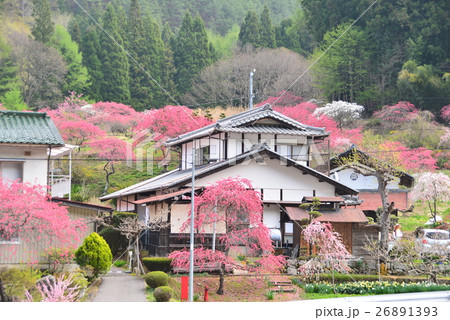 一里花桃の里 26891393