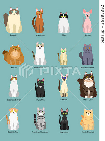 猫の種類のイラスト素材 26895392 Pixta