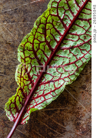 fresh salad leaves fresh salad leaves 26895848
