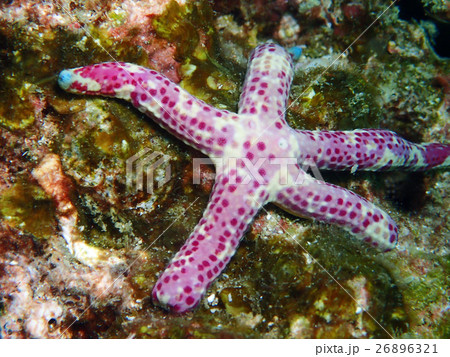 Pebble seastar Pebble seastar 26896321