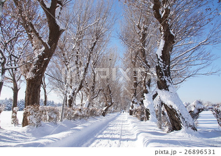 冬の並木道 26896531