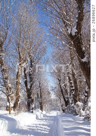 冬のポプラ並木道 冬のポプラ並木道 26896627