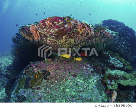 blue-stripe snappers and coral groupe blue-stripe snappers and coral groupe 26896656