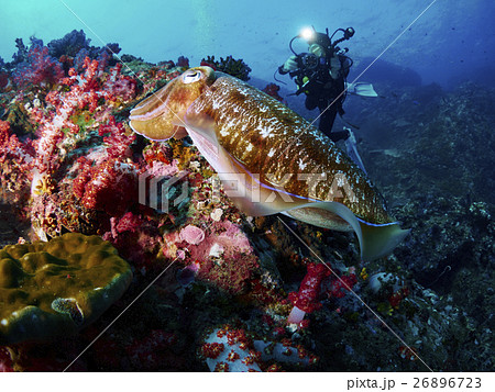 Hooded Cuttlefish 26896723