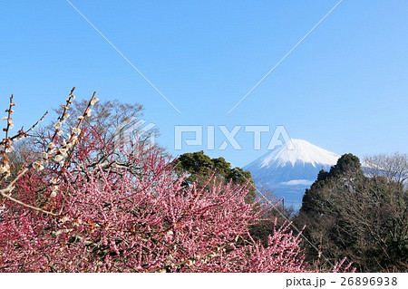 早春の梅の風景 そして富士山 早春の梅の風景 そして富士山 26896938