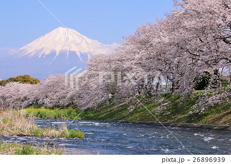 富士山と満開の桜並木 富士山と満開の桜並木 26896939