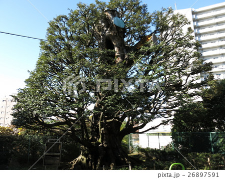 港区高輪に残る旧細川邸のシイ 26897591