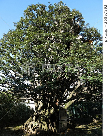 港区高輪に残る旧細川邸のシイ 26897592