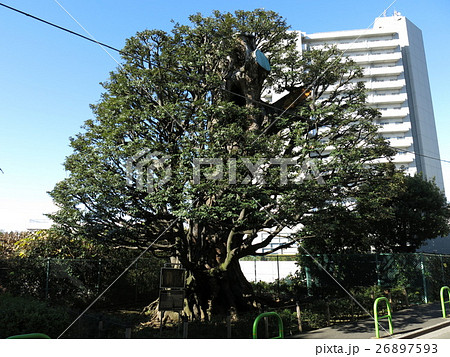 港区高輪に残る旧細川邸のシイ 26897593