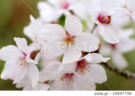 西南戦争激戦地の山桜(薩摩藩士、篠原国幹、戦没の地) 西南戦争激戦地の山桜(薩摩藩士、篠原国幹、戦没の地) 26897798