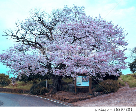 西南戦争激戦地の山桜（薩摩藩士、篠原国幹、戦没の地） 26897801