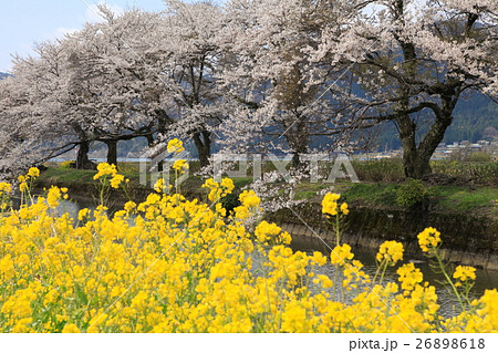 春の余呉湖 桜並木と菜の花の写真素材