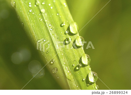 dew dew 26899324