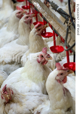 Sick chicken or Sad chicken in farm,Epidemic Sick chicken or Sad chicken in farm,Epidemic 26899678