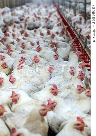 Sick chicken or Sad chicken in farm,Epidemic. 26899687
