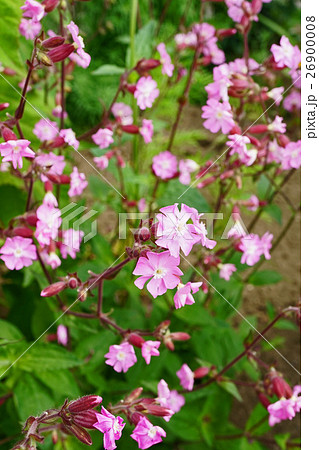 美しくも可憐なシレネディオイカ 26900008