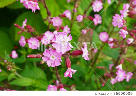 美しくも可憐なシレネディオイカ 美しくも可憐なシレネディオイカ 26900009