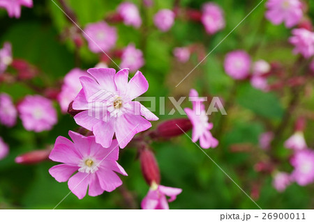 美しくも可憐なシレネディオイカ 26900011