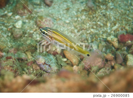 Ricefish / Glassfish 26900085