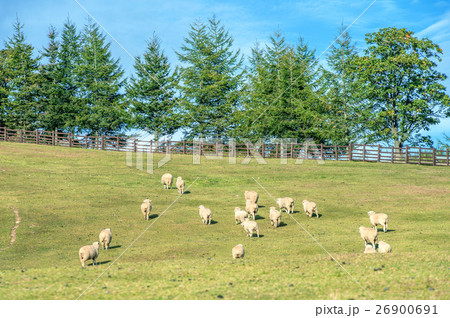 Sheeps Sheeps 26900691