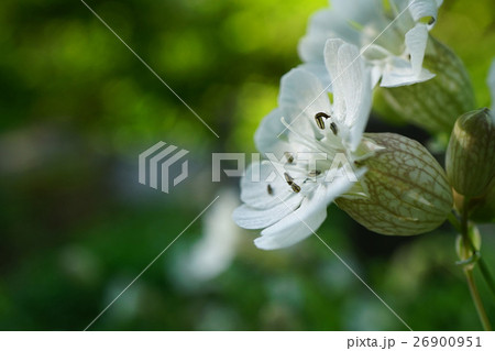 網目模様の袋が魅力的なシレネユニフローラ 26900951