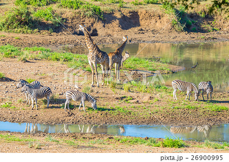 Herd of Zebras, Giraffes and Antelopes Herd of Zebras, Giraffes and Antelopes 26900995