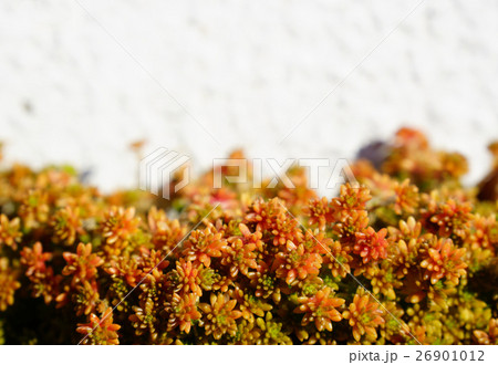紅葉している多肉植物の雑草マンネングサの写真素材