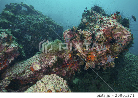 coral coral 26901271