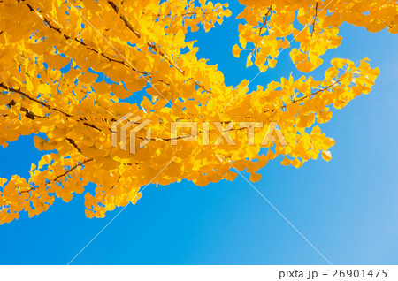 Ginkgo leaves Ginkgo leaves 26901475
