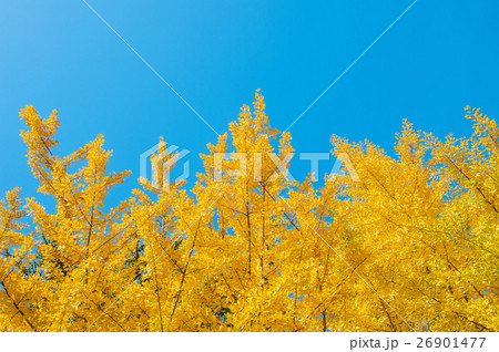 Ginkgo leaves Ginkgo leaves 26901477