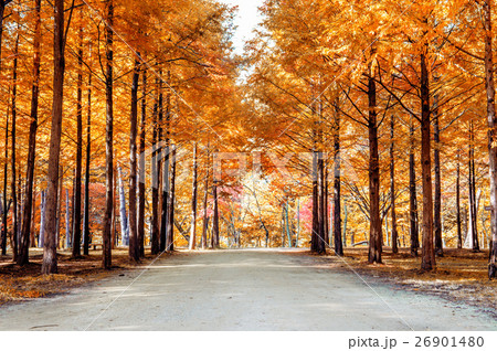 Autumn trees in Nami island, Korea. 26901480
