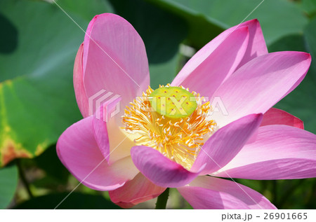 蓮の花 蓮の花 26901665