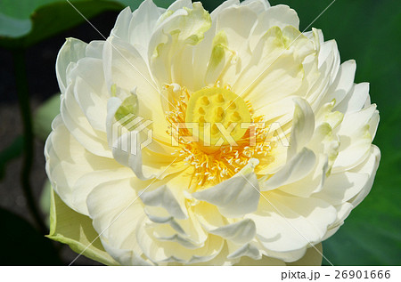 蓮の花 蓮の花 26901666
