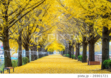Row of yellow ginkgo trees in Asan, Korea. 26901721